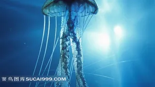 海洋生物水母美图