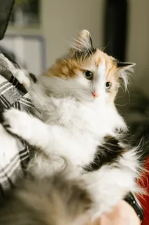 可爱猫咪猫猫摄影素材 可爱猫咪猫猫摄影素材