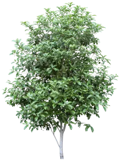 高清树木素材 免抠PSD植物素材 美术绘画园林贴图 树草灌木花草 高清树木素材 免抠PSD植物素材 美术绘画园林贴图 树草灌木花草