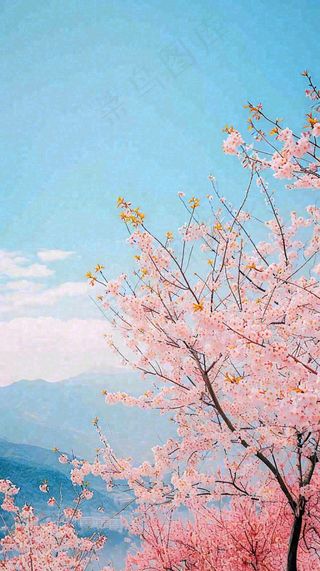 春天山河边蓝天粉色樱花花朵，惊蛰立春