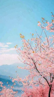 春天山河边蓝天粉色樱花花朵,惊蛰立春 春天山河边蓝天粉色樱花花朵,惊蛰立春