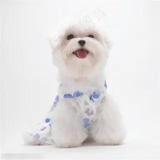 迷你犬-站直的白色梗犬