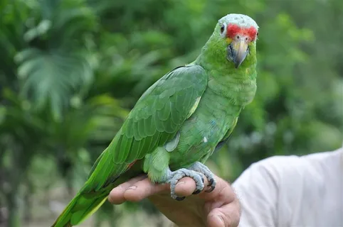 鹦鹉特写一只图片素材