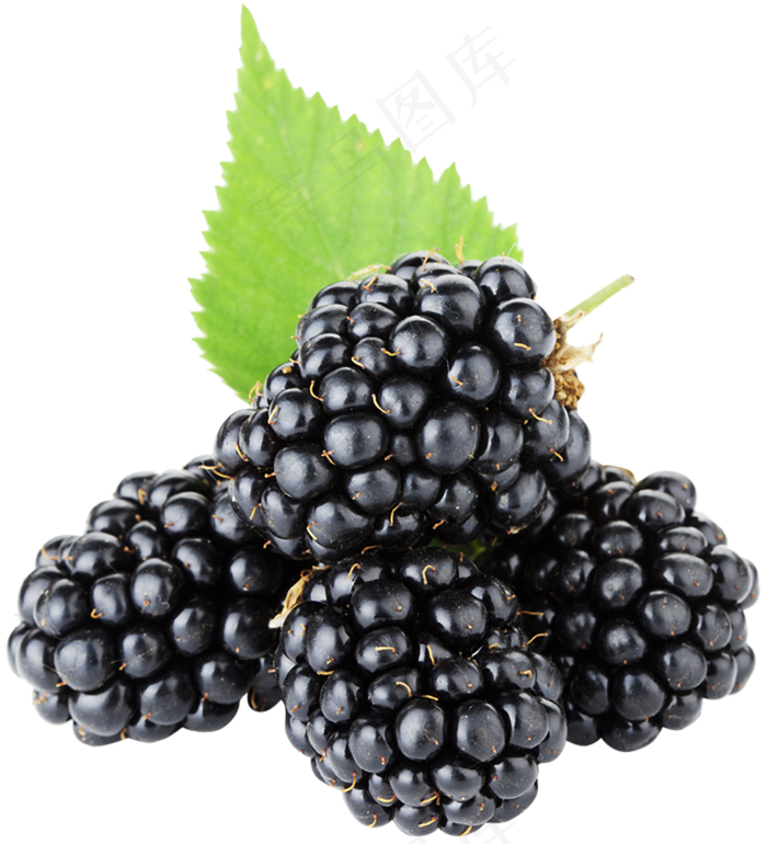 黑莓免抠素材 (33)