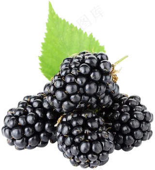 黑莓免抠素材 (33)