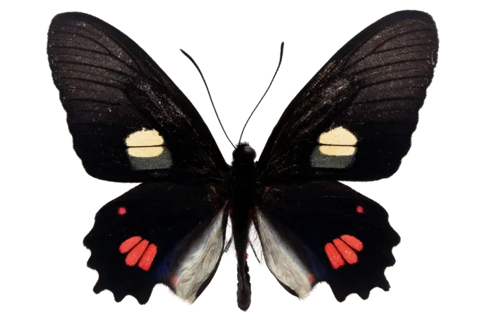 蝴蝶 彩蝶 花蝴蝶 动物 昆虫 免抠 (14)