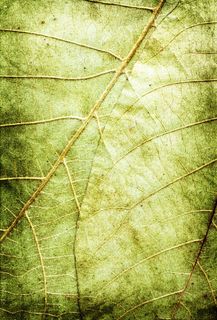 高清叶子素材图片下载