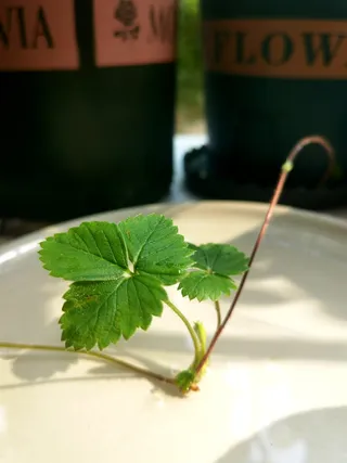 春日阳光下独舞的草莓叶子