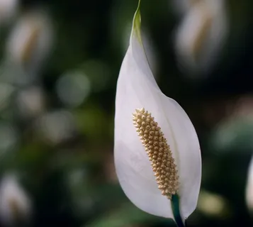 唯美鲜花高清摄影图片 唯美鲜花高清摄影图片