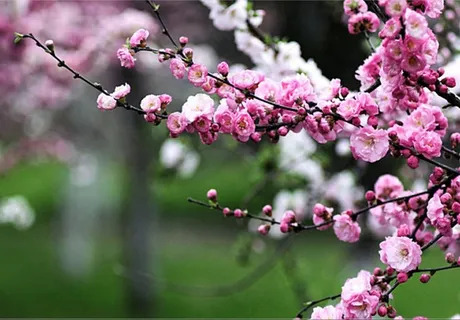 桃林中绽放的桃花 桃林中绽放的桃花