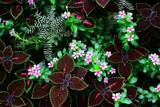 美丽的叶子和花朵