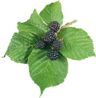 水果鲜水果黑莓免抠素材