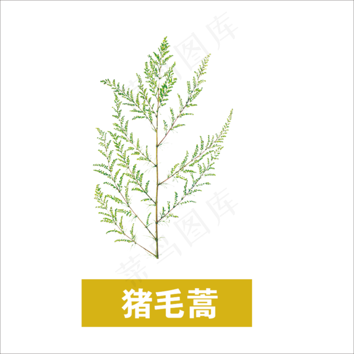 手绘草本中药药材猪毛蒿
