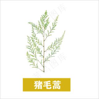 手绘草本中药药材猪毛蒿