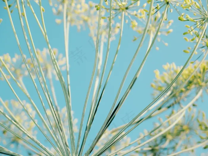 自然花朵植物图片