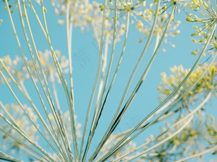 自然花朵植物图片