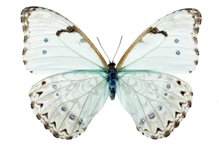 蝴蝶 彩蝶 花蝴蝶 动物 昆虫 免抠 (48)