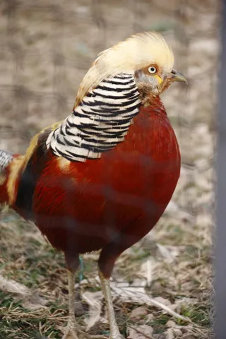 鸡母公鸡走地鸡散养鸡鸡肉农村牧场小鸡