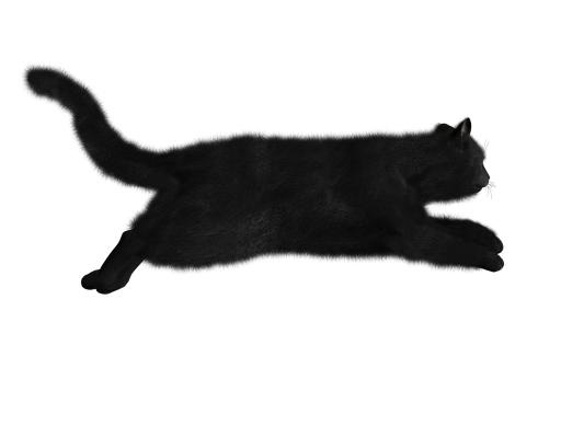 猫 PNG 图像免抠