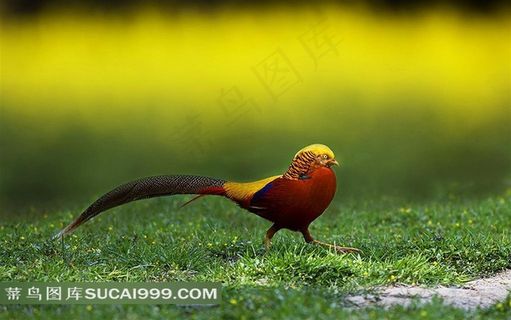 草地上行走的锦鸡摄影素材