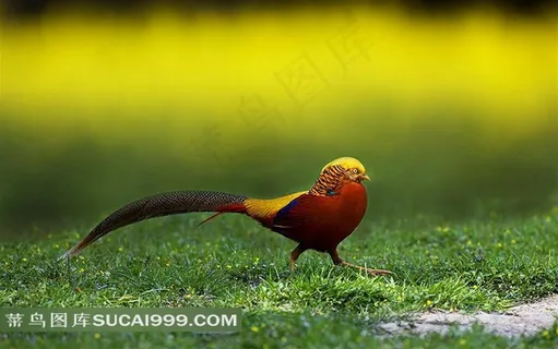 草地上行走的锦鸡摄影素材