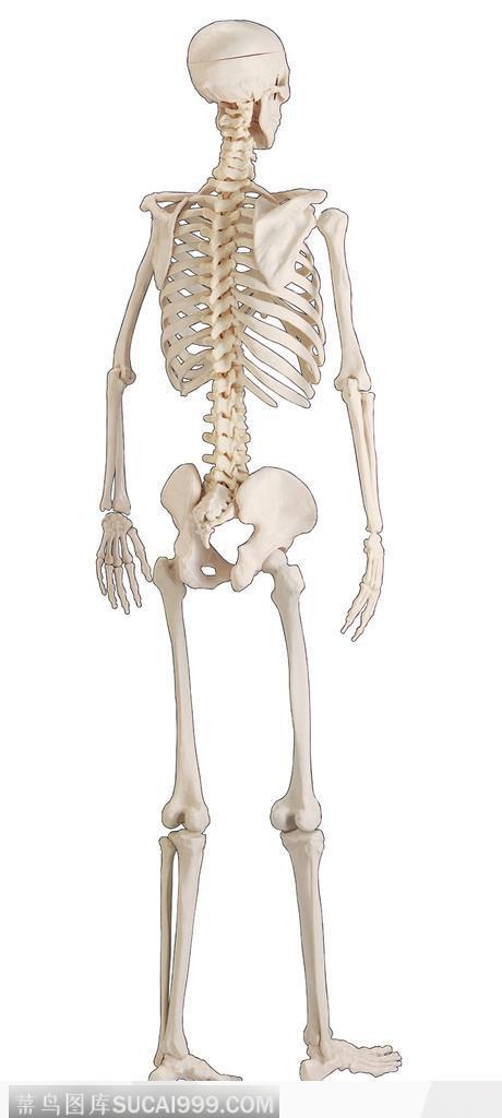人体器官模型-人体骨骼背面
