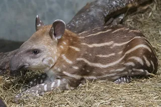 幼年期山貘图片