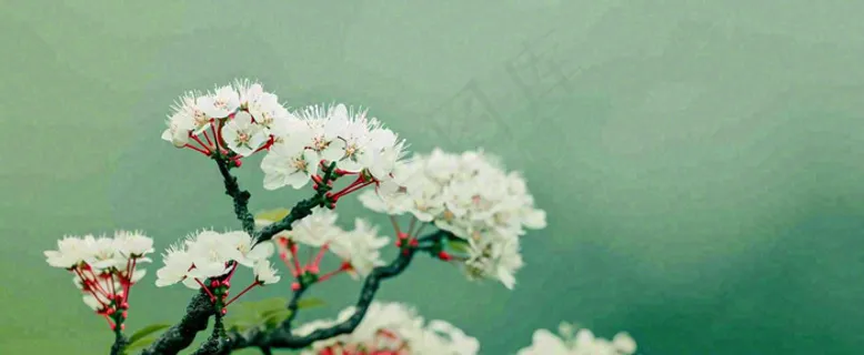 盛开的花朵立春，清新春天