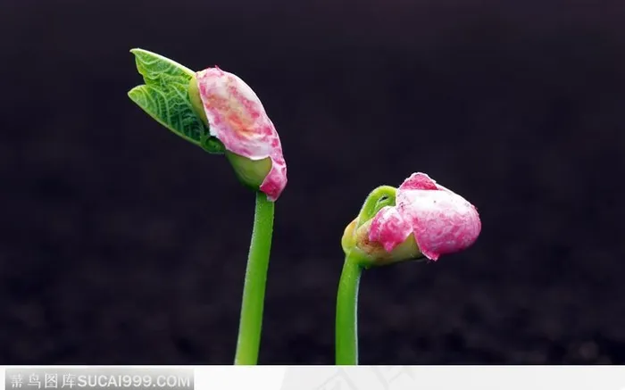 粉豆发的芽