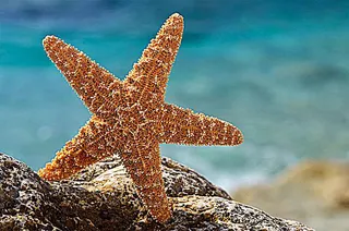 海星沙滩风景图蓝色大海