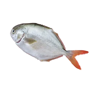 鱼类(52)海鲜超市商品红酒白底图免抠实物摄影png格式图片透明底