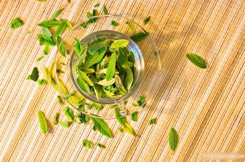 新鲜薄荷叶素材 新鲜薄荷叶素材