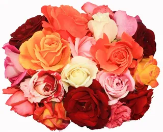 一团玫瑰花花簇玫瑰花图片