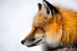 金黄毛小狐狸图片