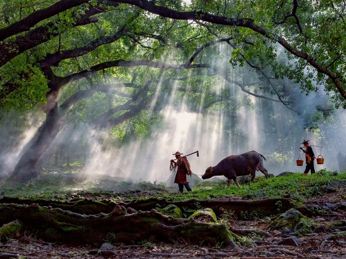 晨雾树荫农民素材