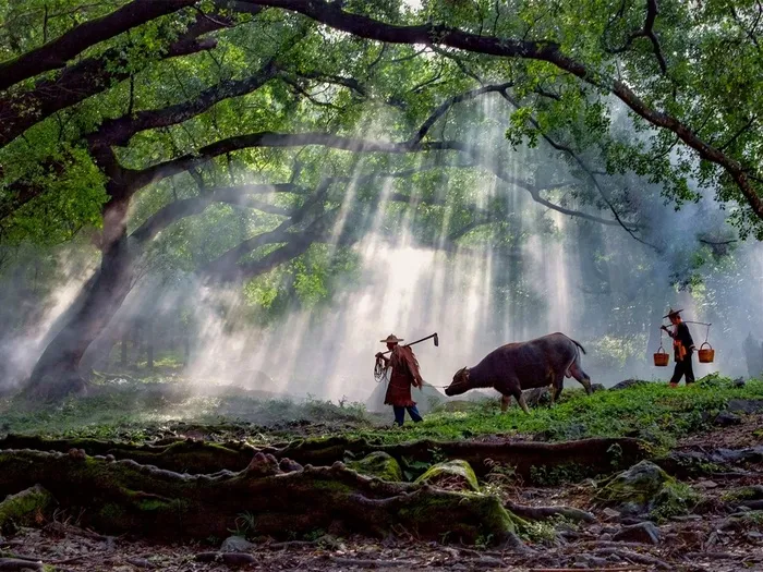 晨雾树荫农民素材