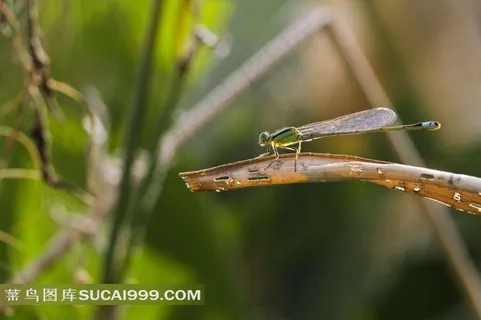 枯叶上的蜻蜓