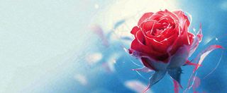 红玫瑰蓝色天空白云唯美，鲜花