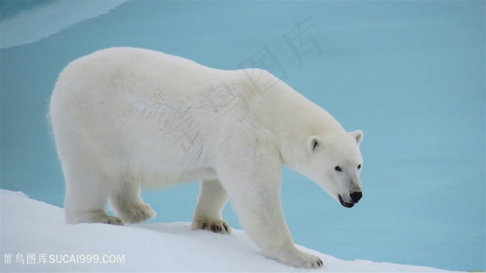 唯美海洋生物雪地上的北极熊图片海洋动物