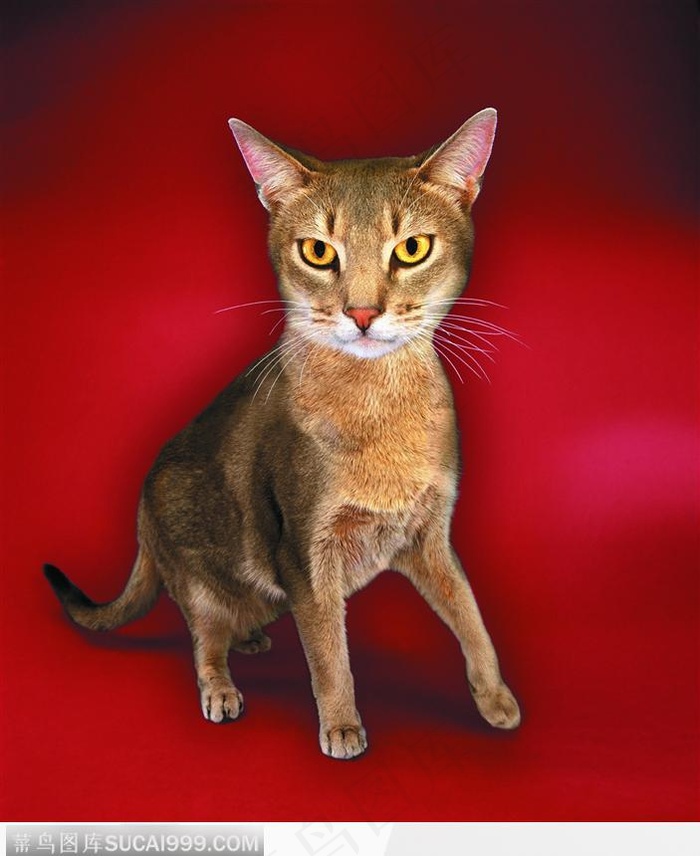 宠物猫（竖着耳朵）