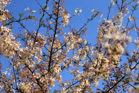 桃花盛开素材图片 桃花盛开素材图片