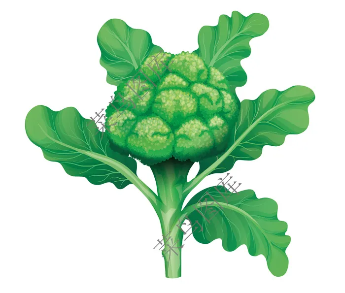 西兰花矢量图ai矢量模版下载