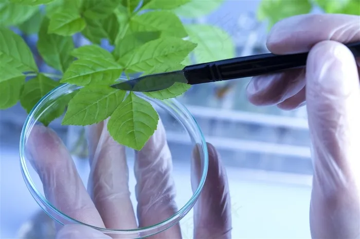 剪切样本植物叶子的高清摄影图
