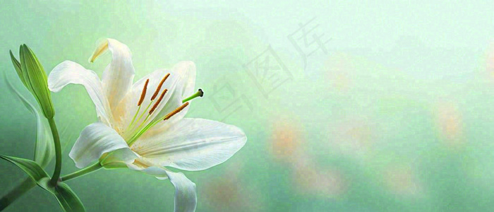 白色鲜花百合花鲜花意境简约，教师节淡雅摄影图(1680x720)