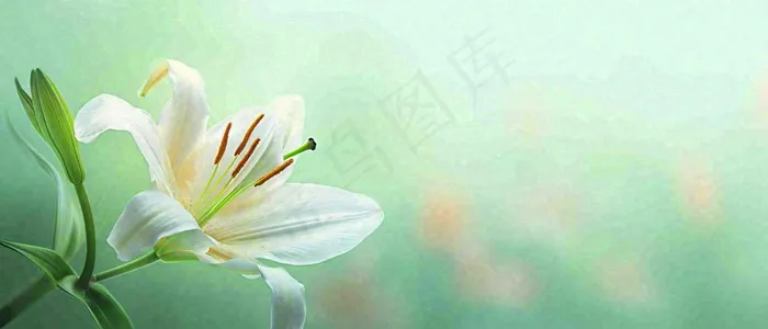 白色鲜花百合花鲜花意境简约，教师节淡雅摄影图(1680x720)