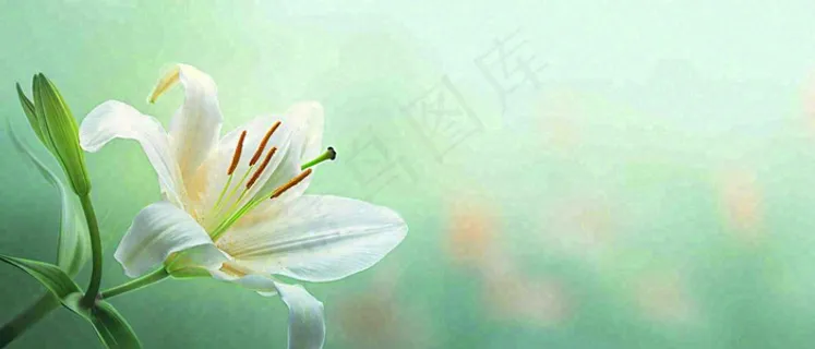 白色鲜花百合花鲜花意境简约，教师节淡雅摄影图