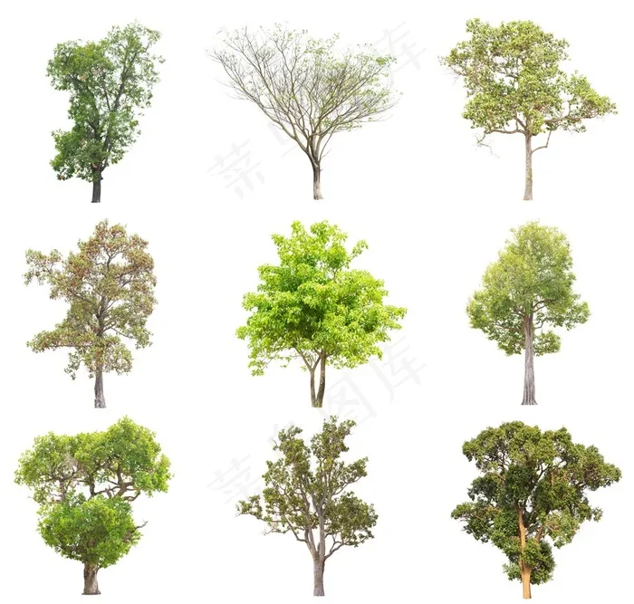 多种大树树木植物素材高清大图