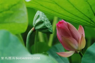 娇艳的荷花花骨朵莲藕素材