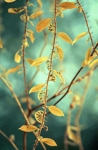 秋天秋叶森林墨绿树枝枝叶，暗黑风