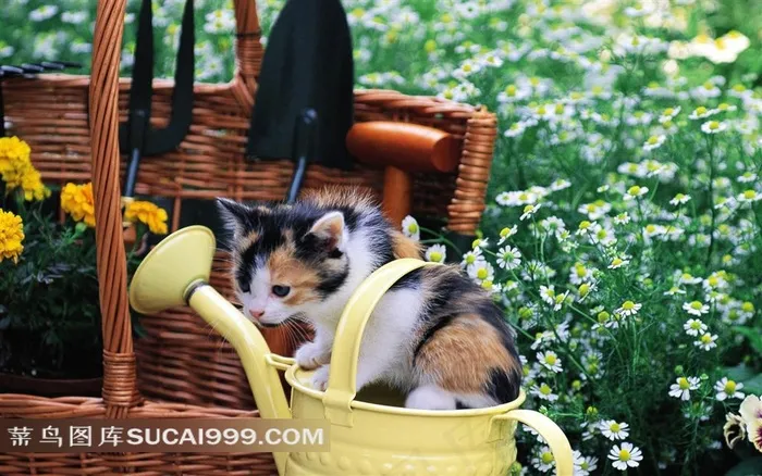花园里的猫-野餐篮、菊、浇花壶与小猫